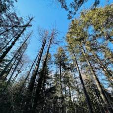 长白山地下森林